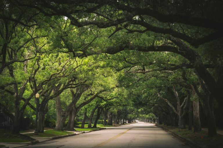 Exploring Houston Texas Realty: Your Guide to Real Estate in the Lone Star State